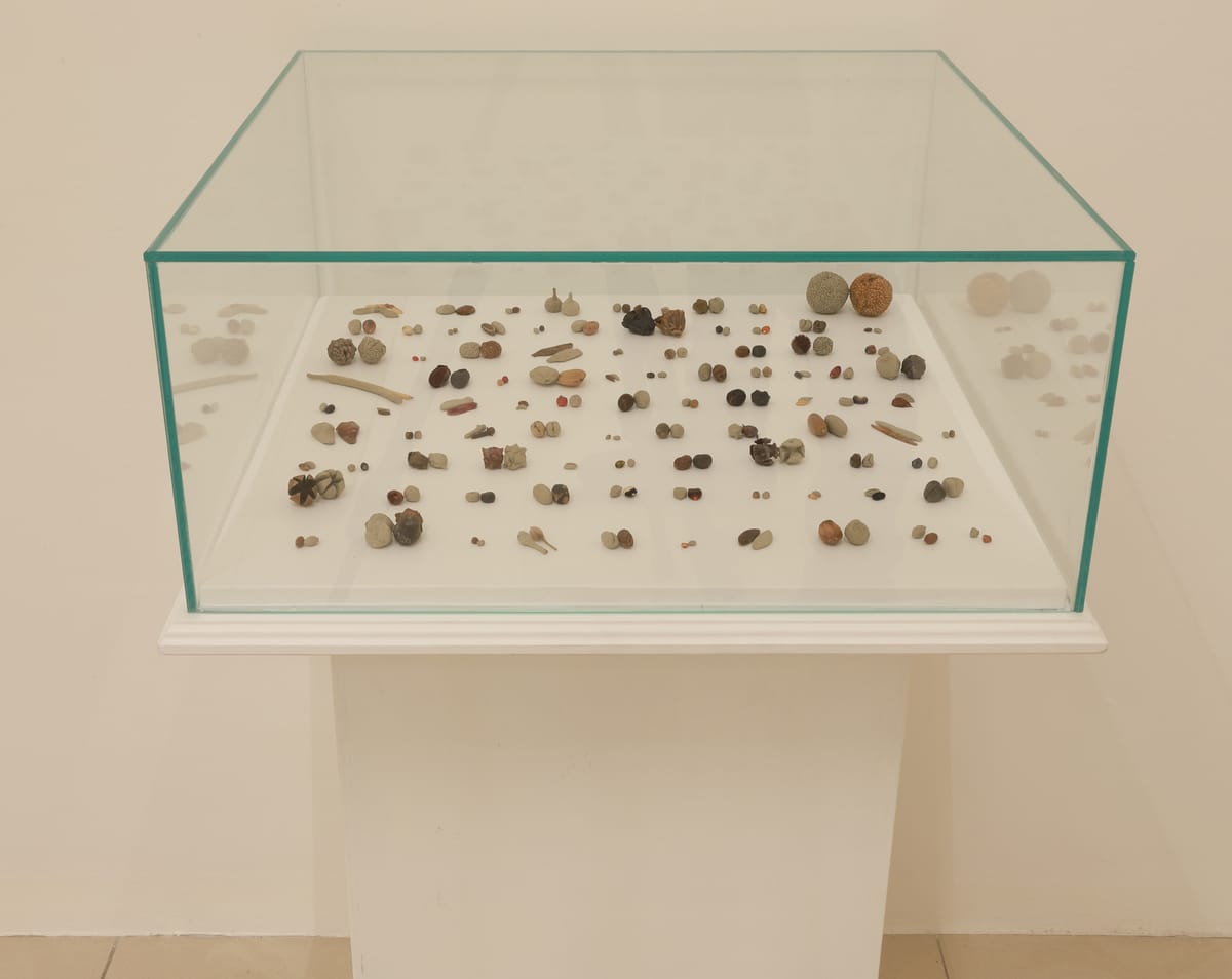 Bancadati, archivio di semi e copia in argilla, dal 2019